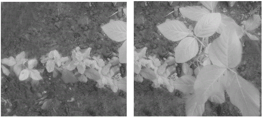 Preservation method and application of soybean virus