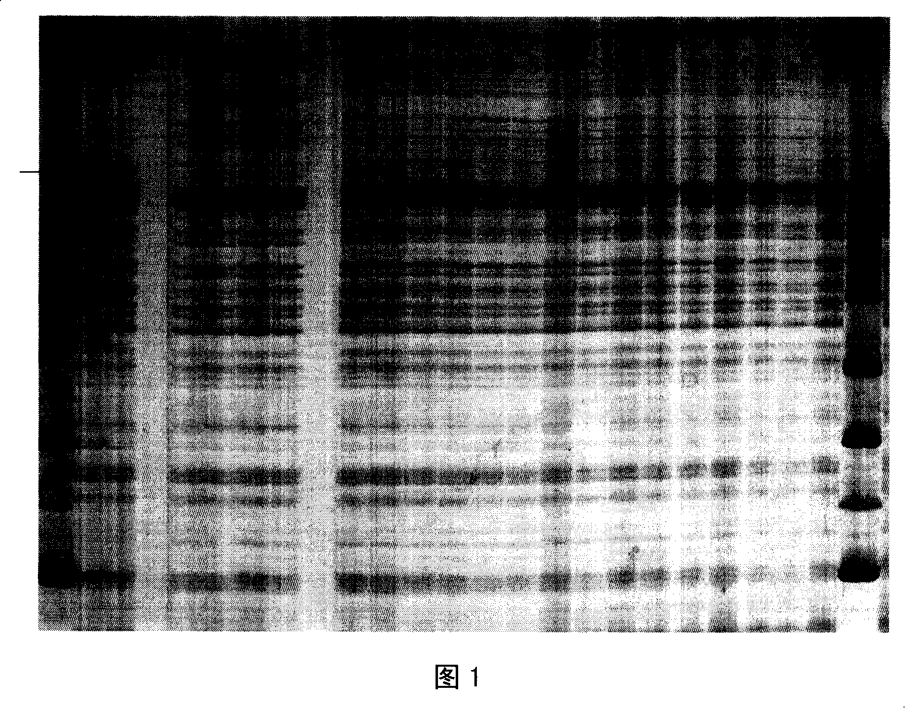 Molecule mark for assisting root-knot nematodes N resistant gene selection