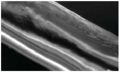 Method for improving oil absorption performance of polypropylene fibers by utilizing super-hydrophobic modification