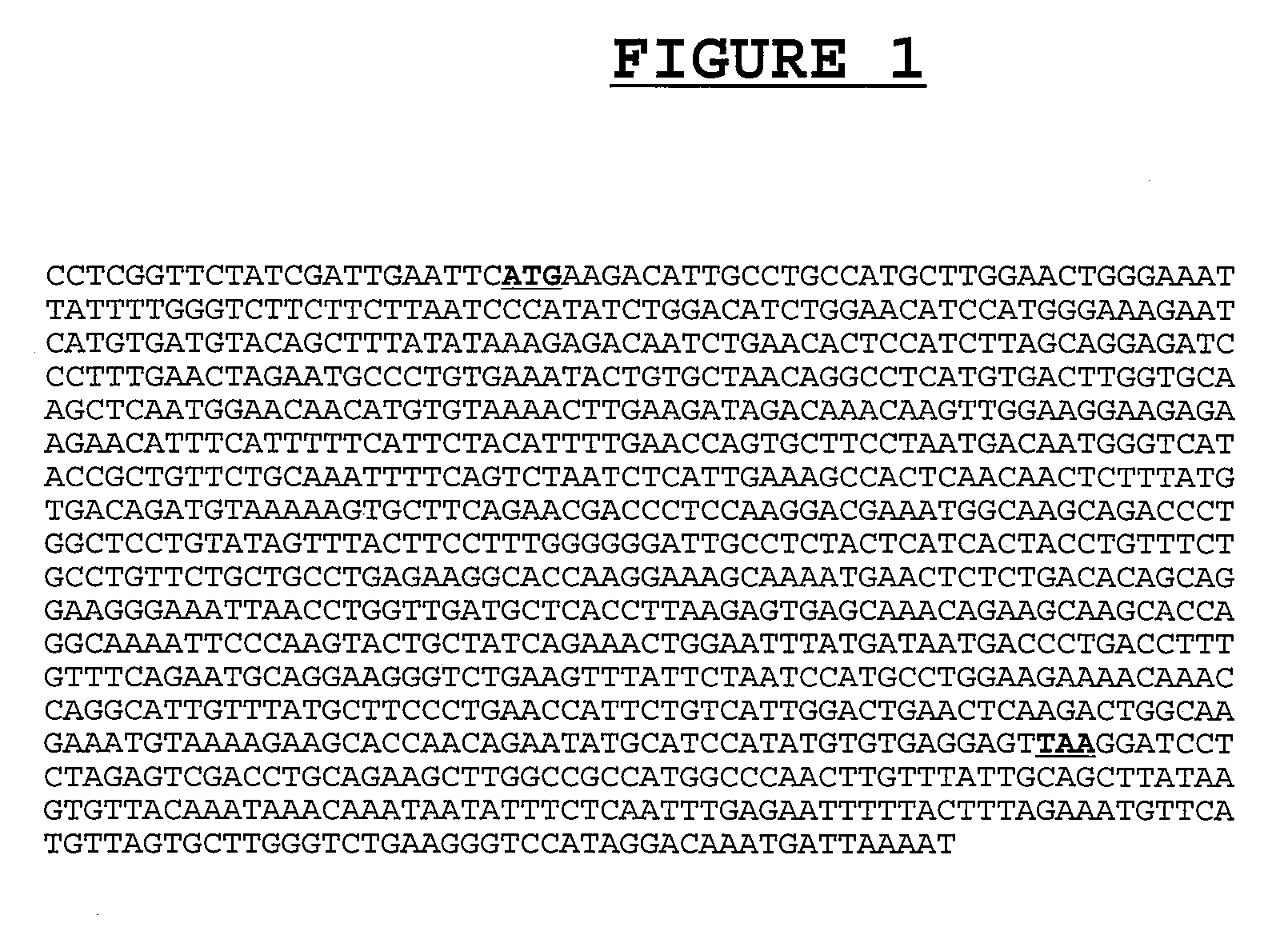 Novel compositions and methods for the treatment of immune related diseases