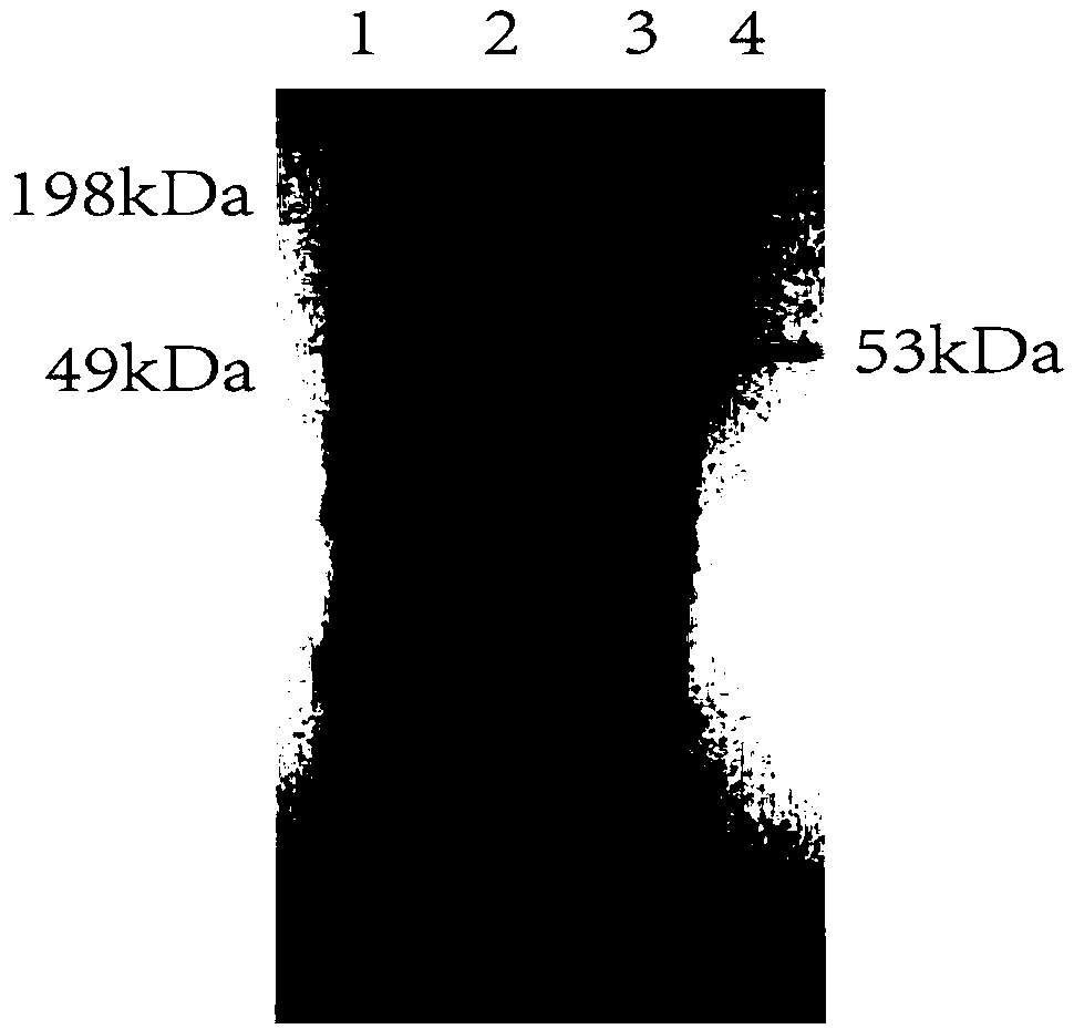 Engineering bacillus subtilis capable of expressing phospholipase D