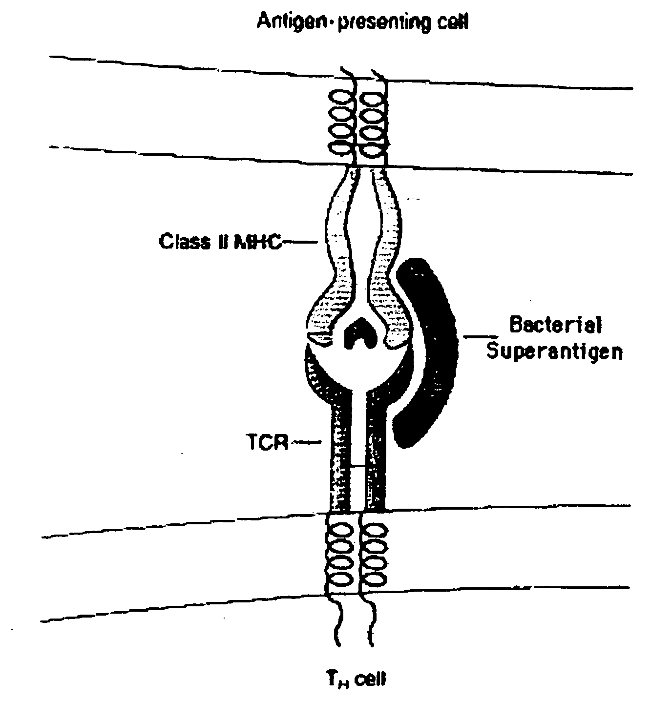 Method of passive immunization