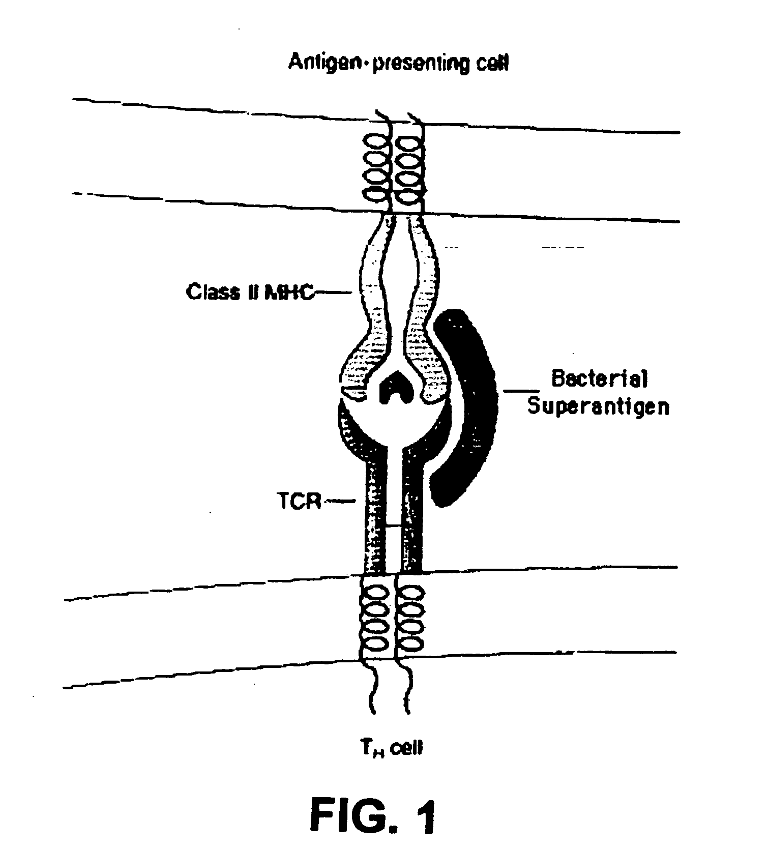 Method of passive immunization