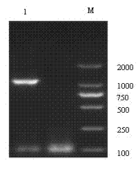 Competitive Alpha LISA (linked immuno sorbent assay) detection kit for classical swine fever virus (CSFV) antibody and detection method thereof