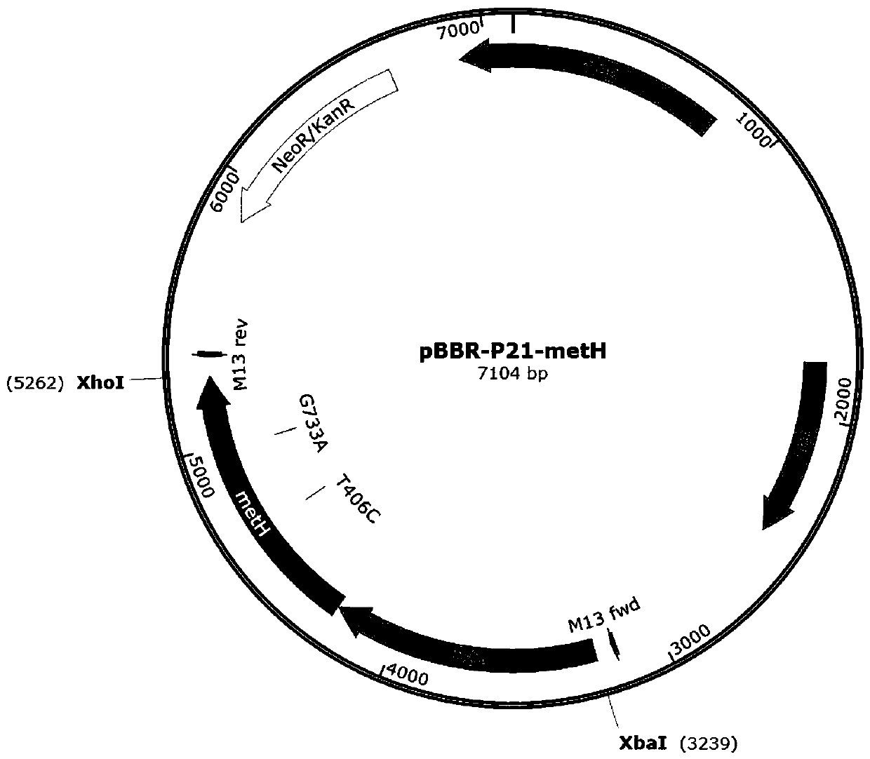 Methionine synthase mutants, mutant genes and their role in the production of vitamin b  <sub>12</sub> application in