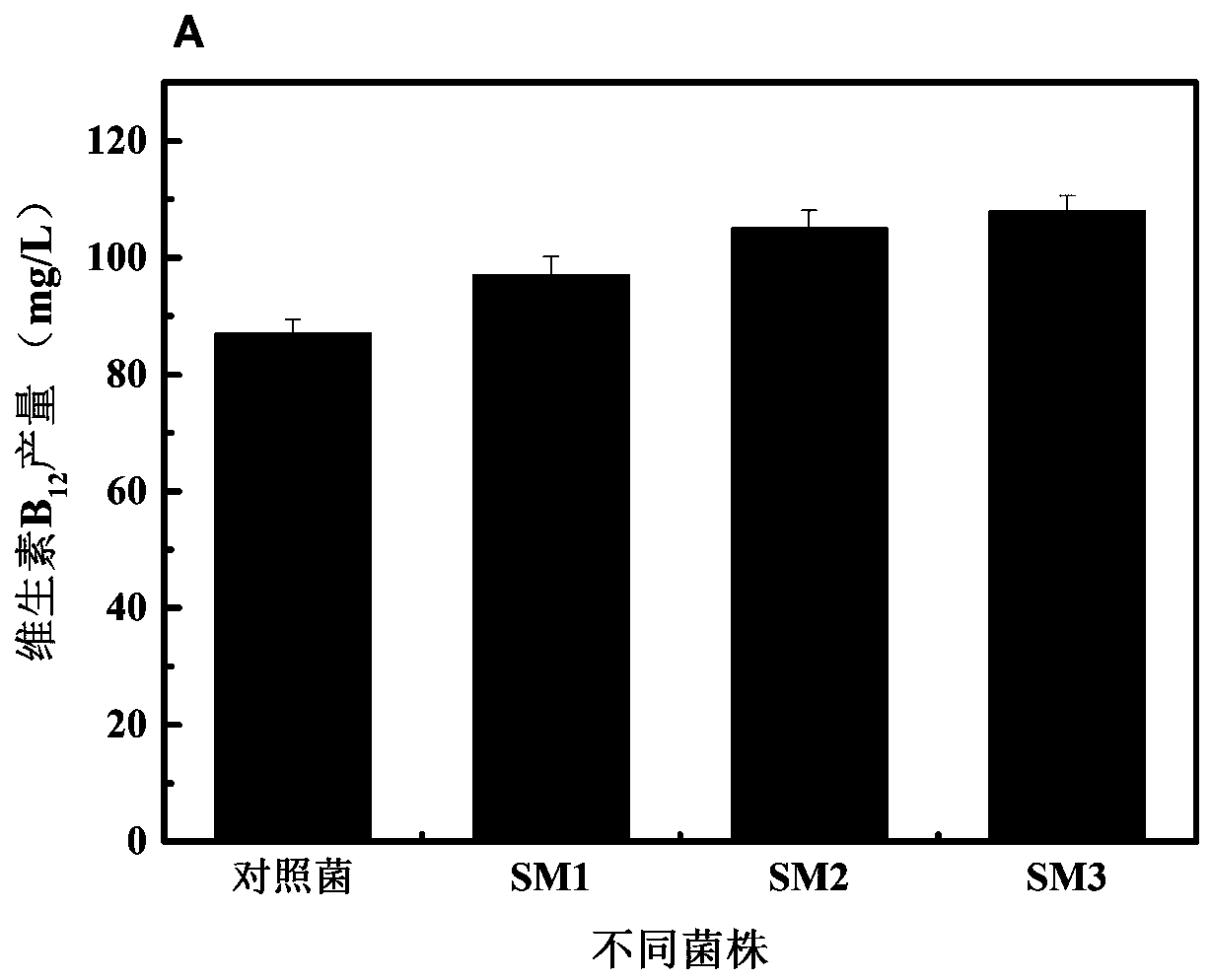 Methionine synthase mutants, mutant genes and their role in the production of vitamin b  <sub>12</sub> application in