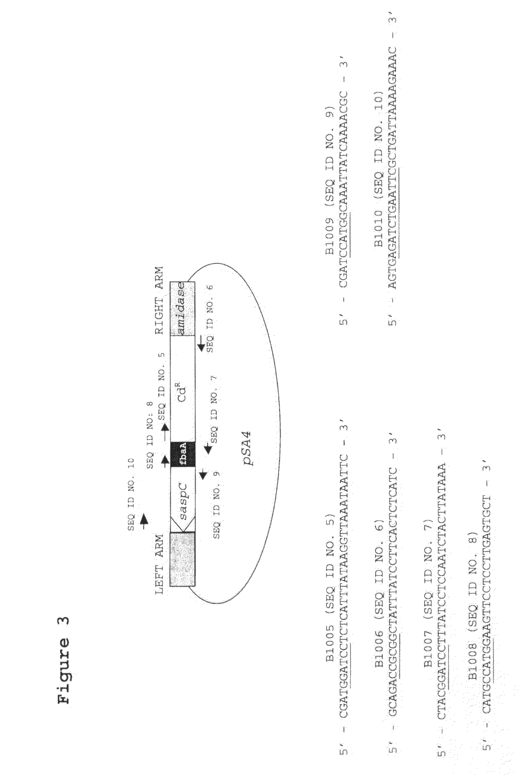 Modified bacteriophage including an alpha/beta small acid-soluble spore protein (SASP) gene