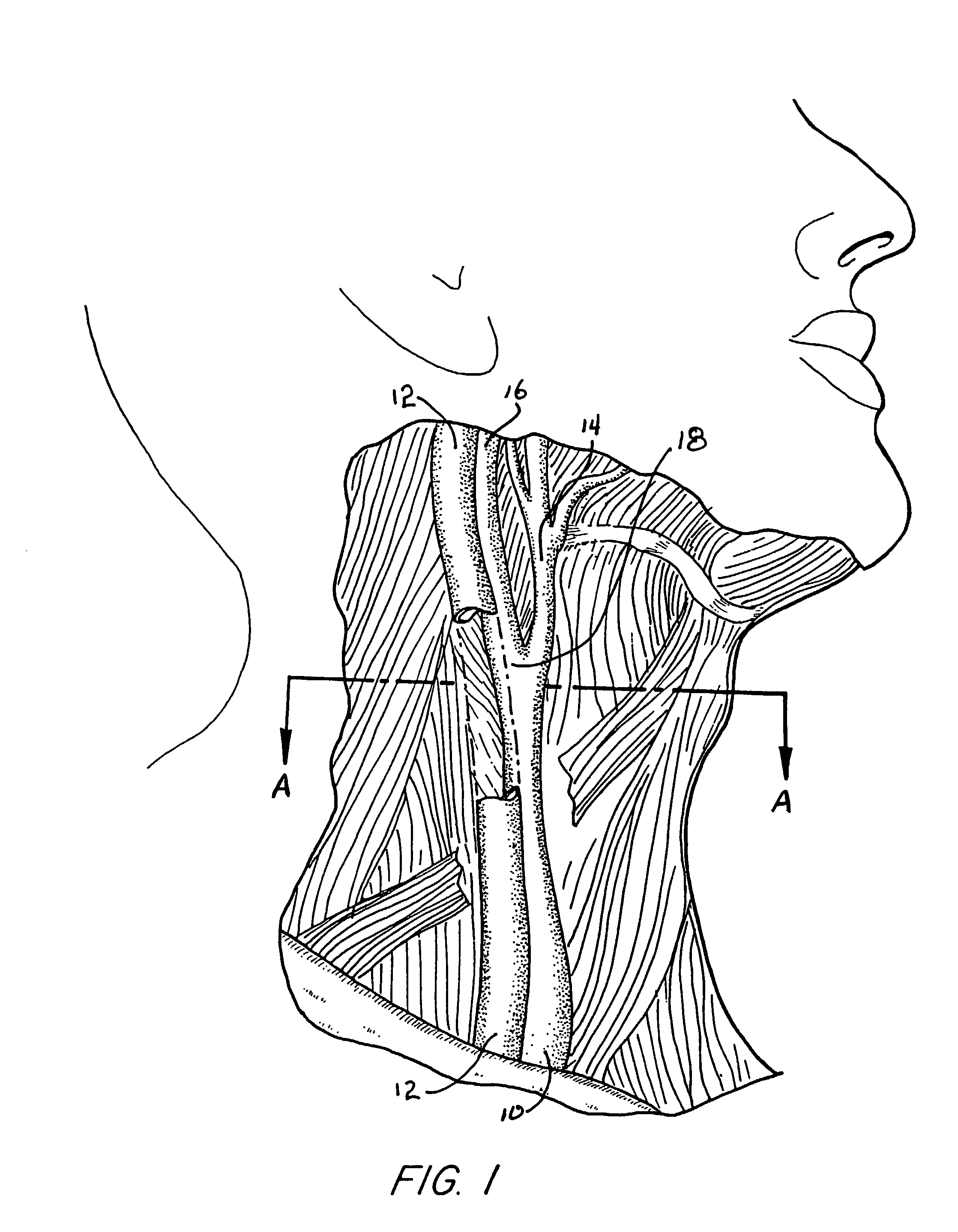 Split-screen display system and standardized methods for ultrasound image acquisition and multi-frame data processing