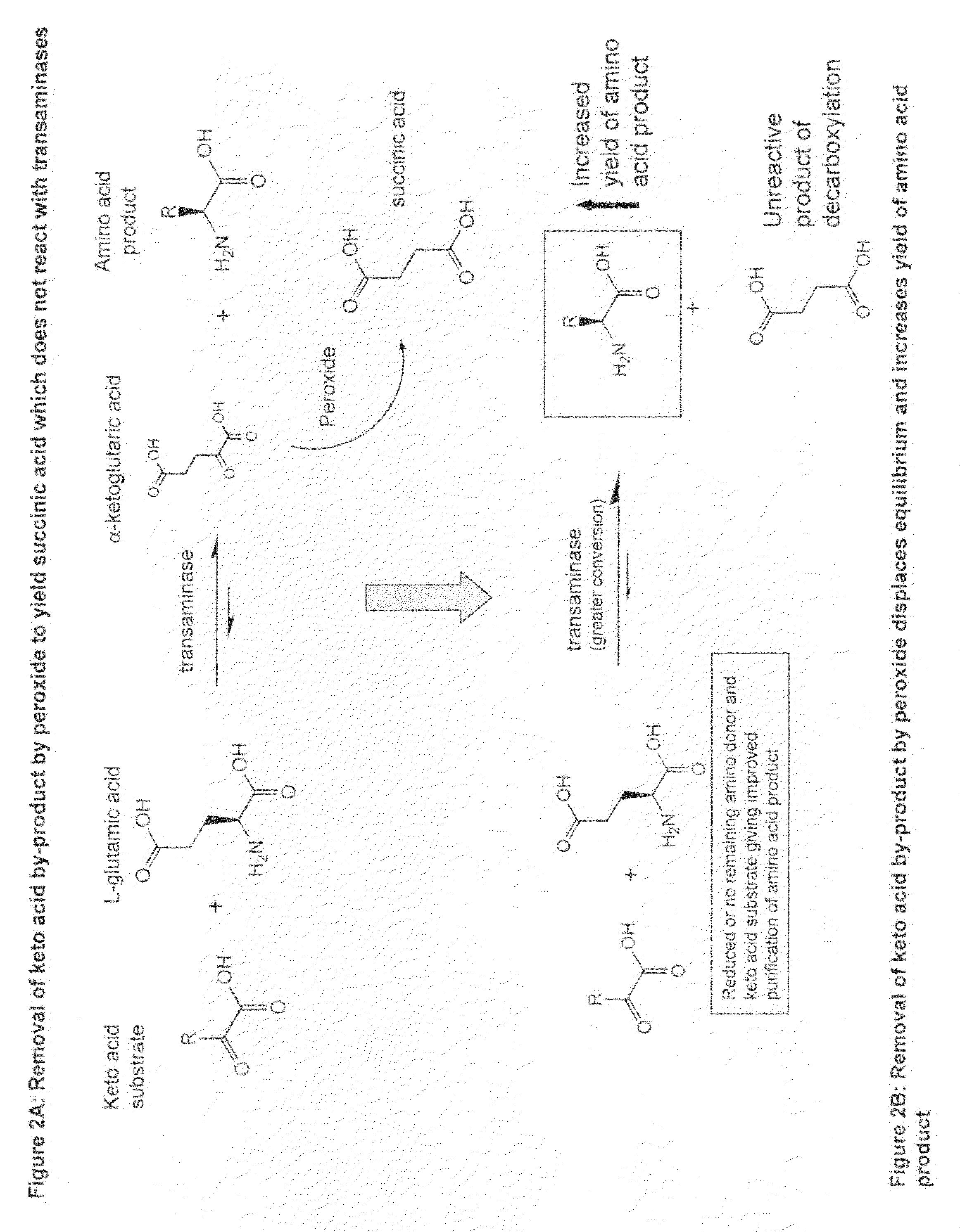 Method to increase the yield and improve purification of products from transaminase reactions