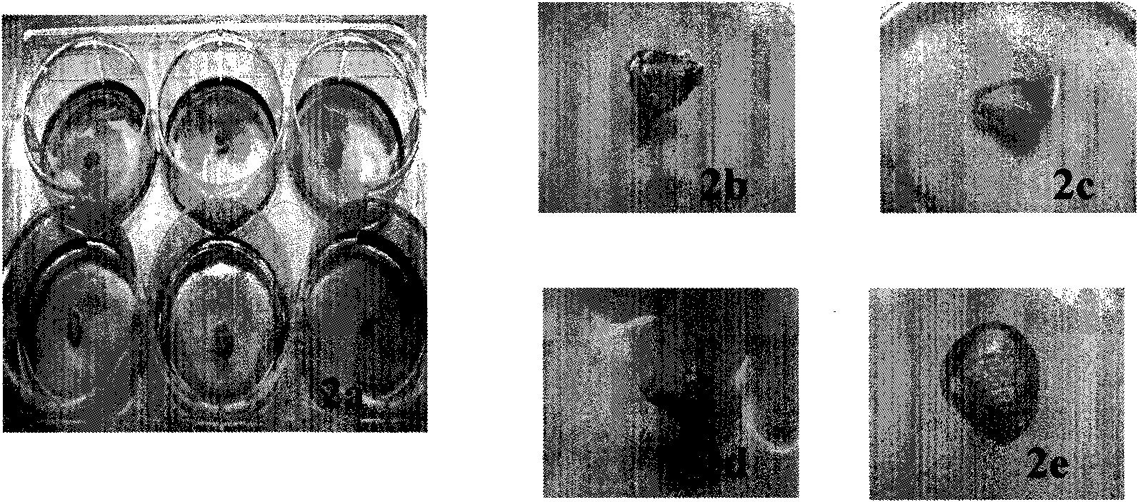 Method for building psoriasis basic research models, and gas-liquid level transmembrane device