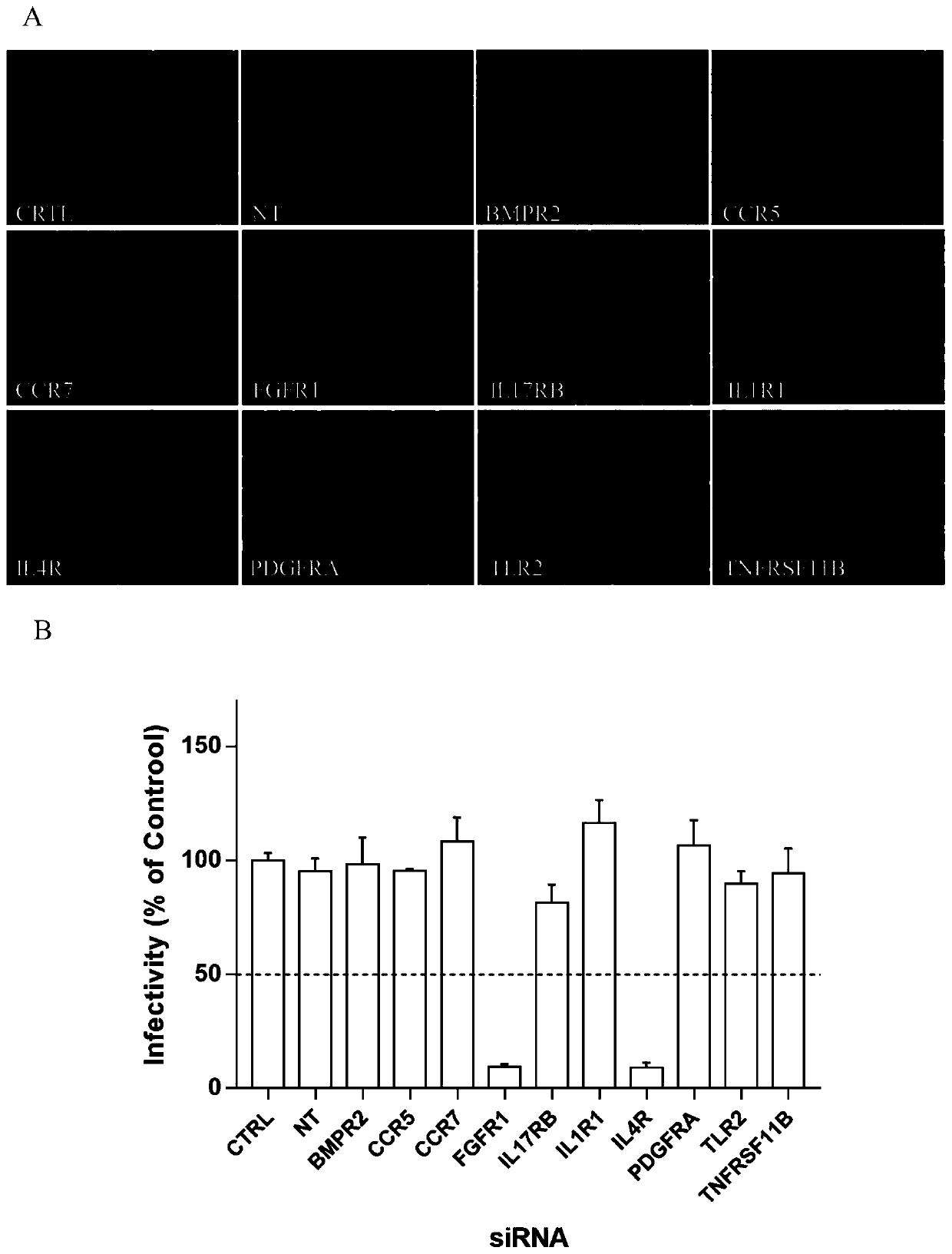 Application of fibroblast growth factor receptor 1 to preparation of medicines for preventing and treating enterovirus 71 type infection