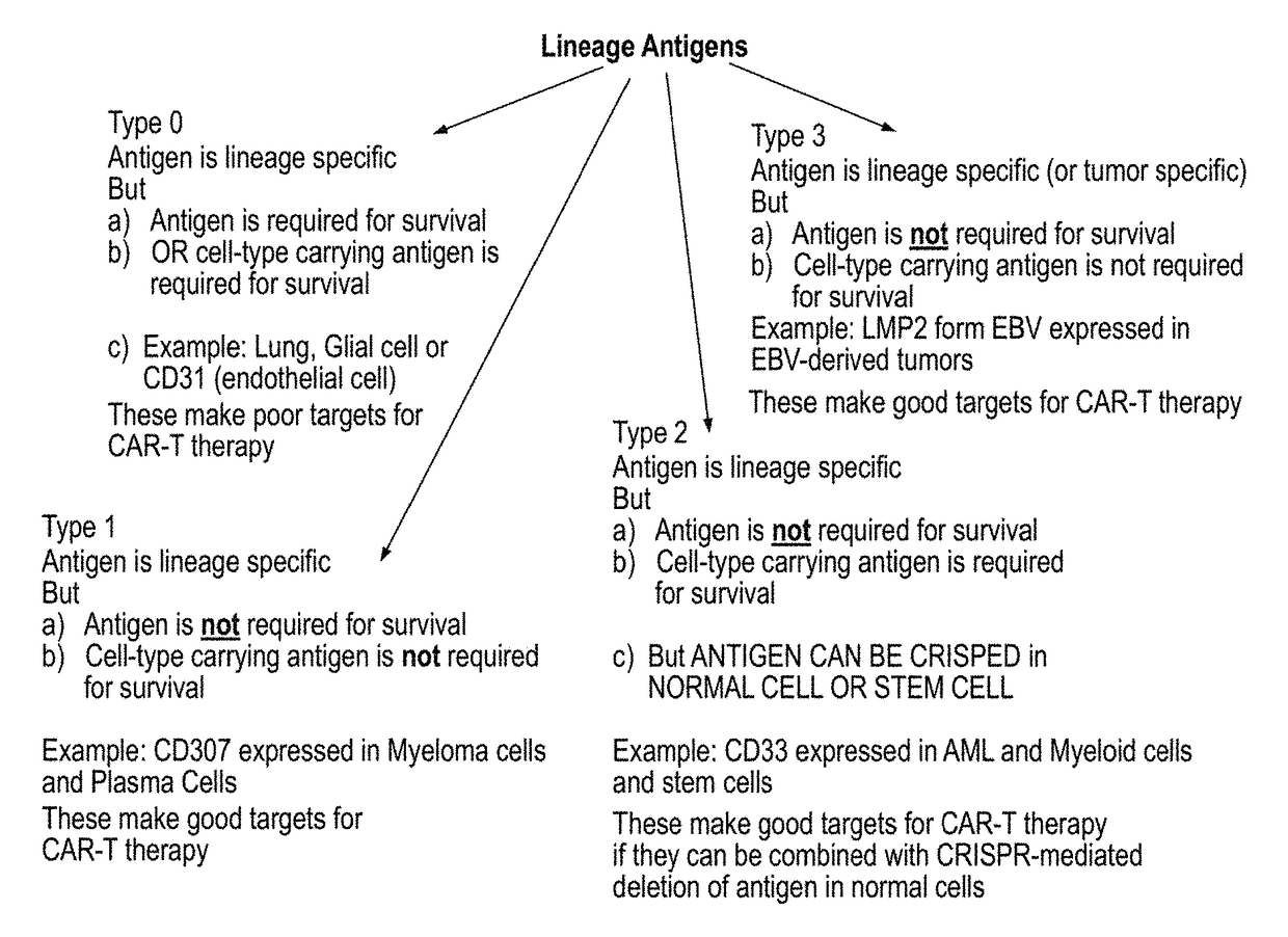 Compositions and methods for inhibition of lineage specific antigens