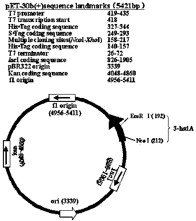 DNA sequence for expressing 3 alpha-hydroxysteroid dehydrogenase in Pseudomonas aeruginosa