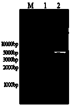 DNA sequence for expressing 3 alpha-hydroxysteroid dehydrogenase in Pseudomonas aeruginosa