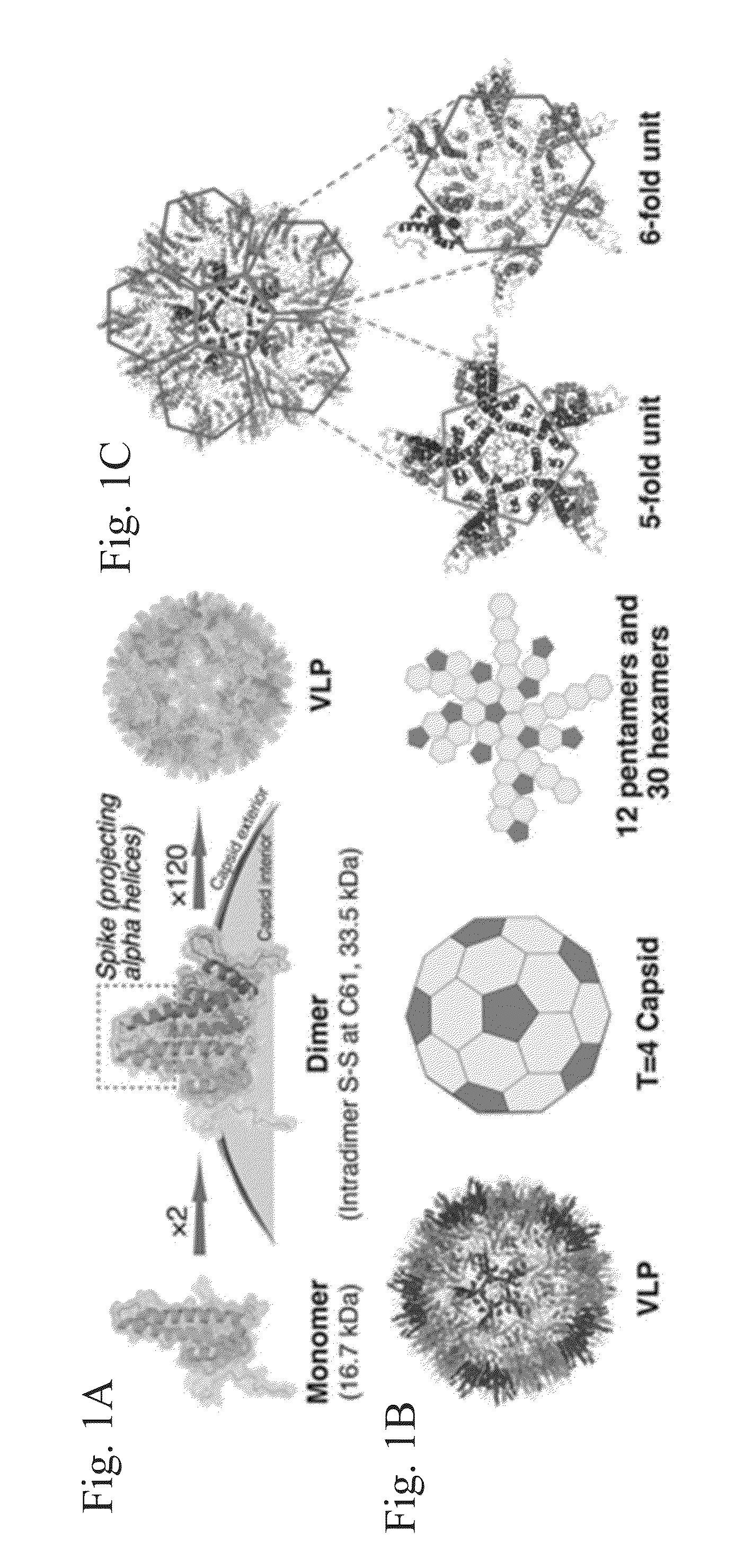 Stabilized hepatitis b core polypeptides