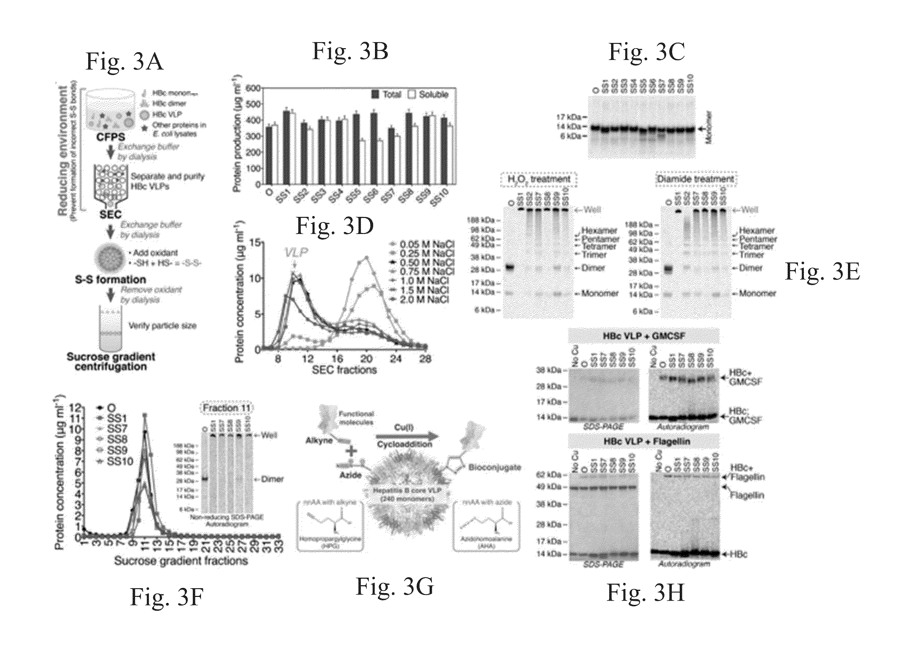 Stabilized hepatitis b core polypeptides