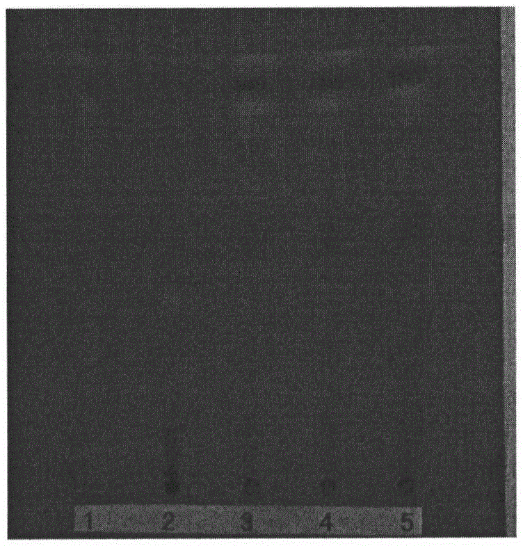 Preparation method and detection method of Gongyanping dispersible tablet