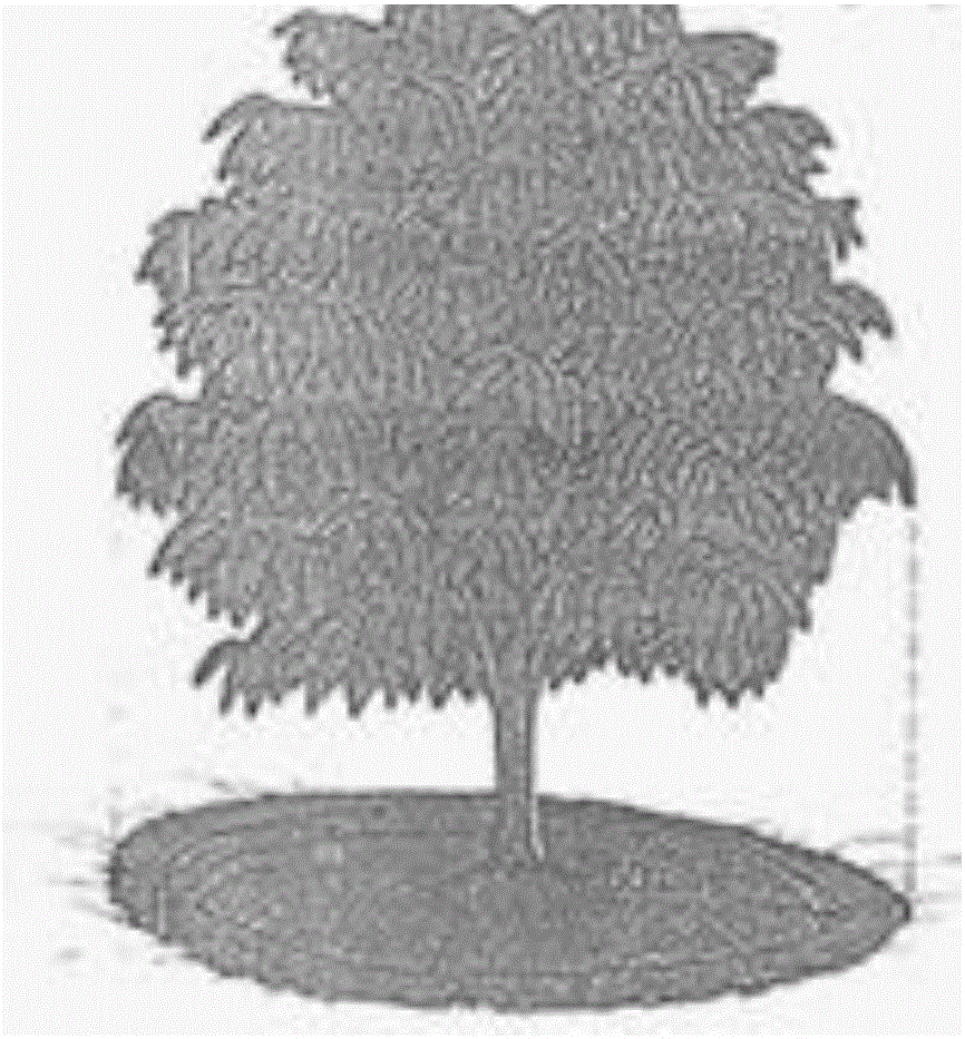 Cultivation method for improving root activity of coffee