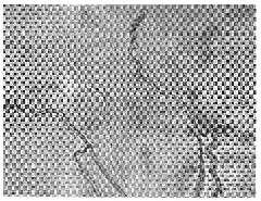 Application of streptomyces microflavus in alfalfa disease control