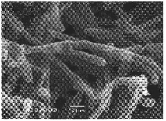 Application of streptomyces microflavus in alfalfa disease control