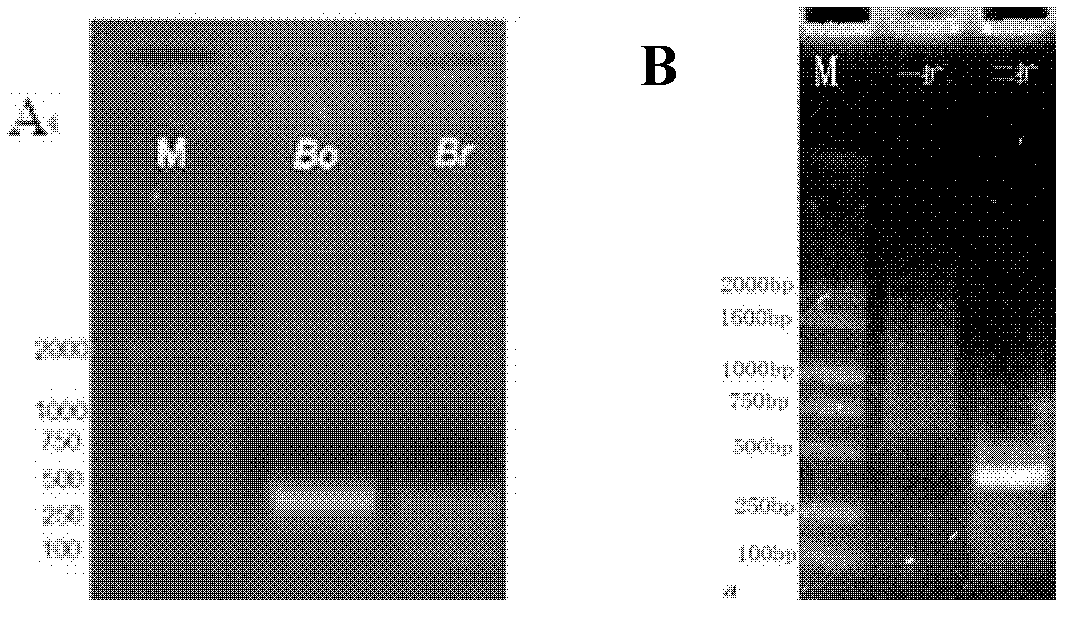 Chinese cabbage TT2 gene family and application thereof