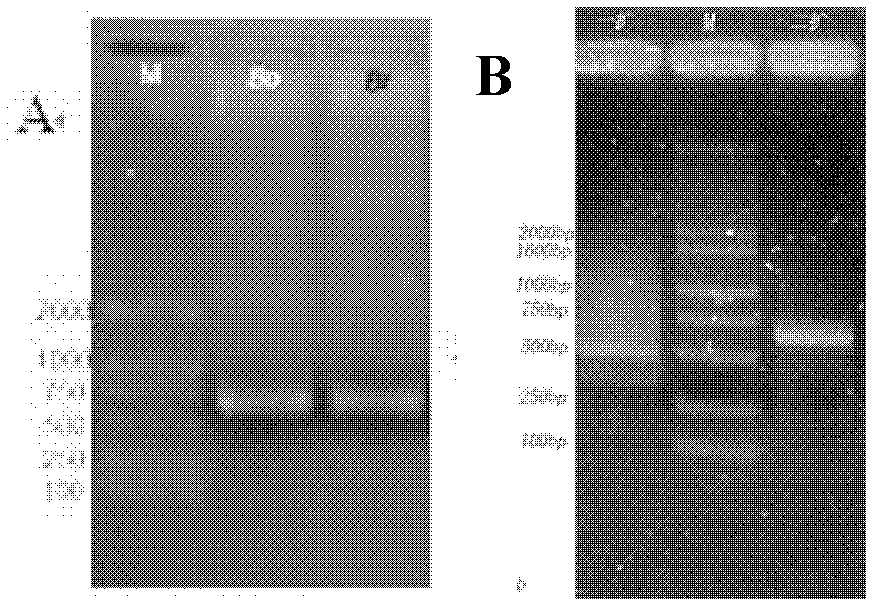 Chinese cabbage TT2 gene family and application thereof