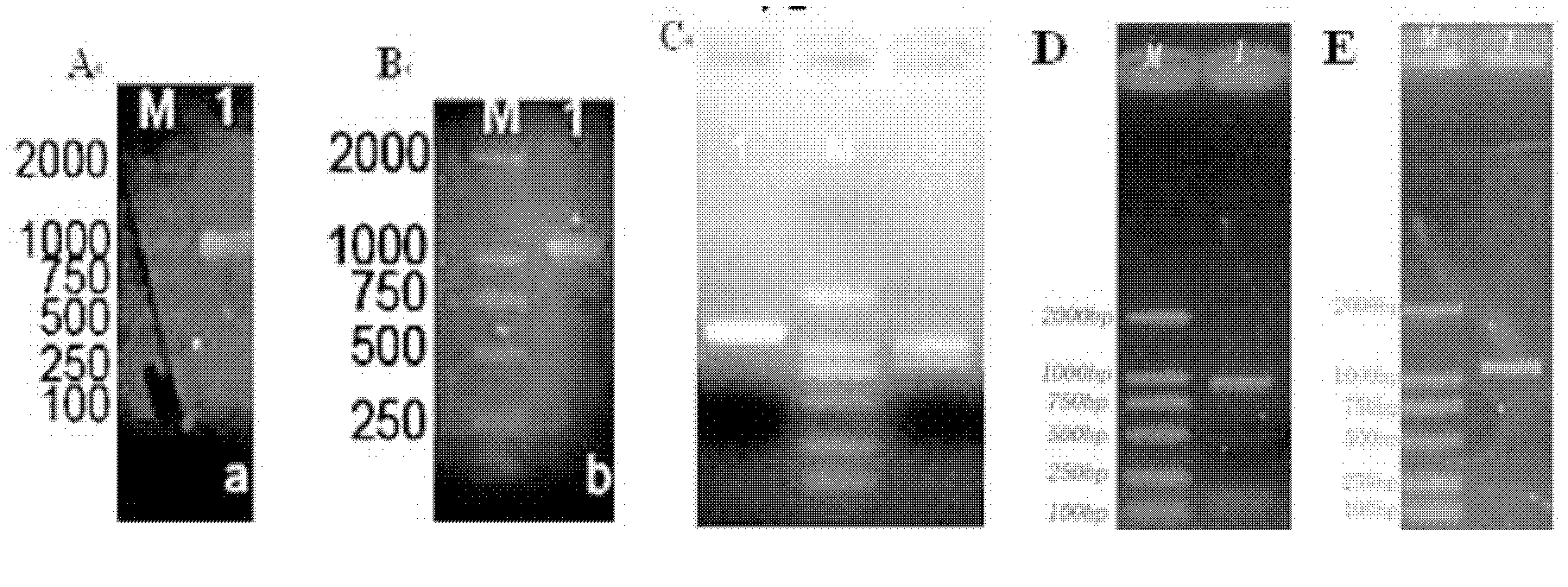 Chinese cabbage TT2 gene family and application thereof