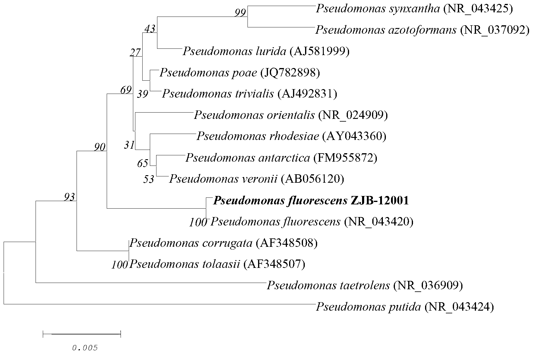 Pseudomonas fluorescens and application thereof in biosynthesizing methionine