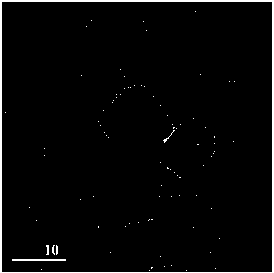 Surface oxygen vacancy ultrathin bismuth oxychloride nanosheet and preparation method thereof