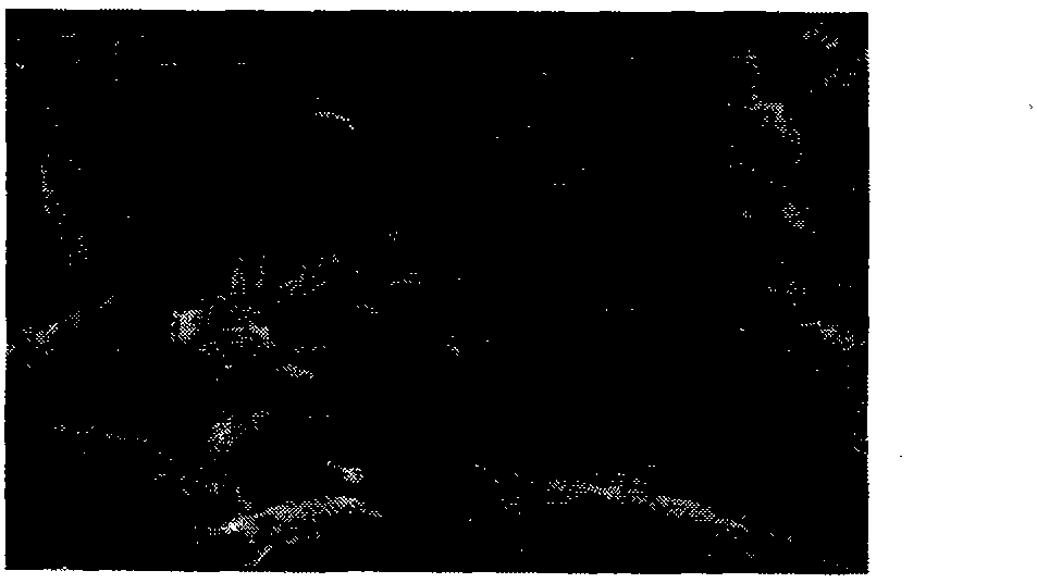 Method for preparing micro-fine and ultra-fine calcium carbonate of different crystal forms from carbide slag