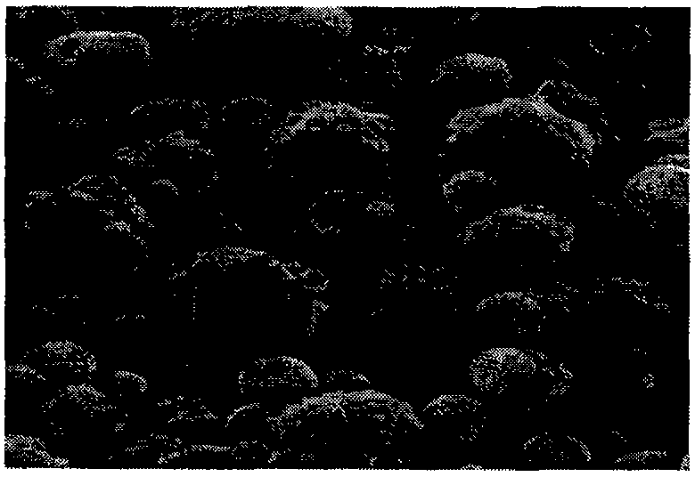 Method for preparing micro-fine and ultra-fine calcium carbonate of different crystal forms from carbide slag