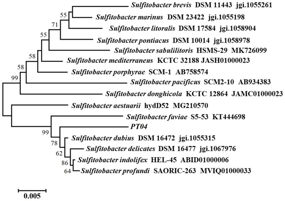 A kind of marine nitrifying bacteria and its preparation method and application