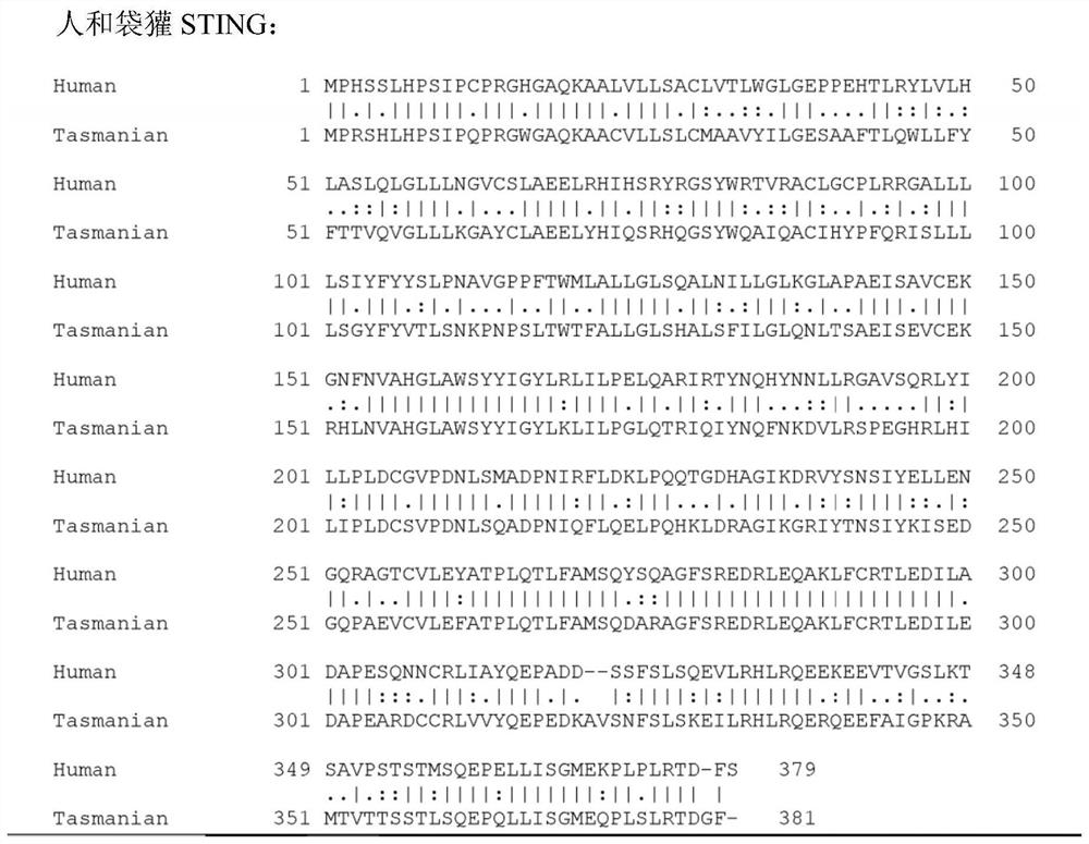 Immunostimulatory bacteria engineered to colonize tumors, tumor-resident immune cells, and the tumor microenvironment