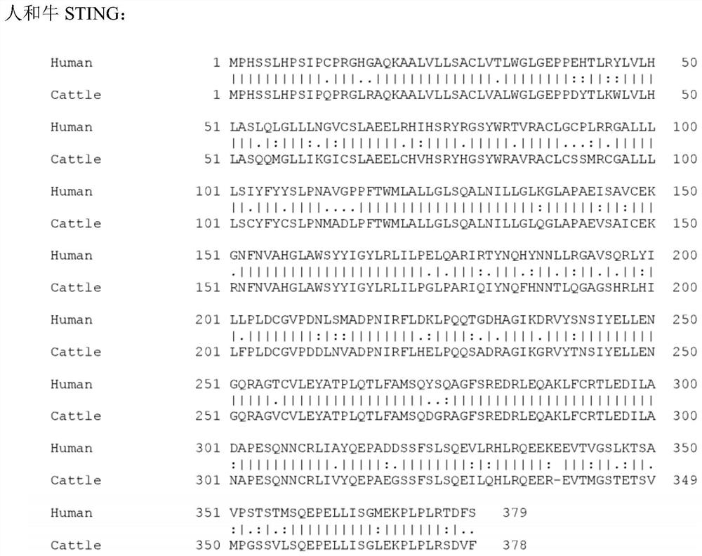 Immunostimulatory bacteria engineered to colonize tumors, tumor-resident immune cells, and the tumor microenvironment