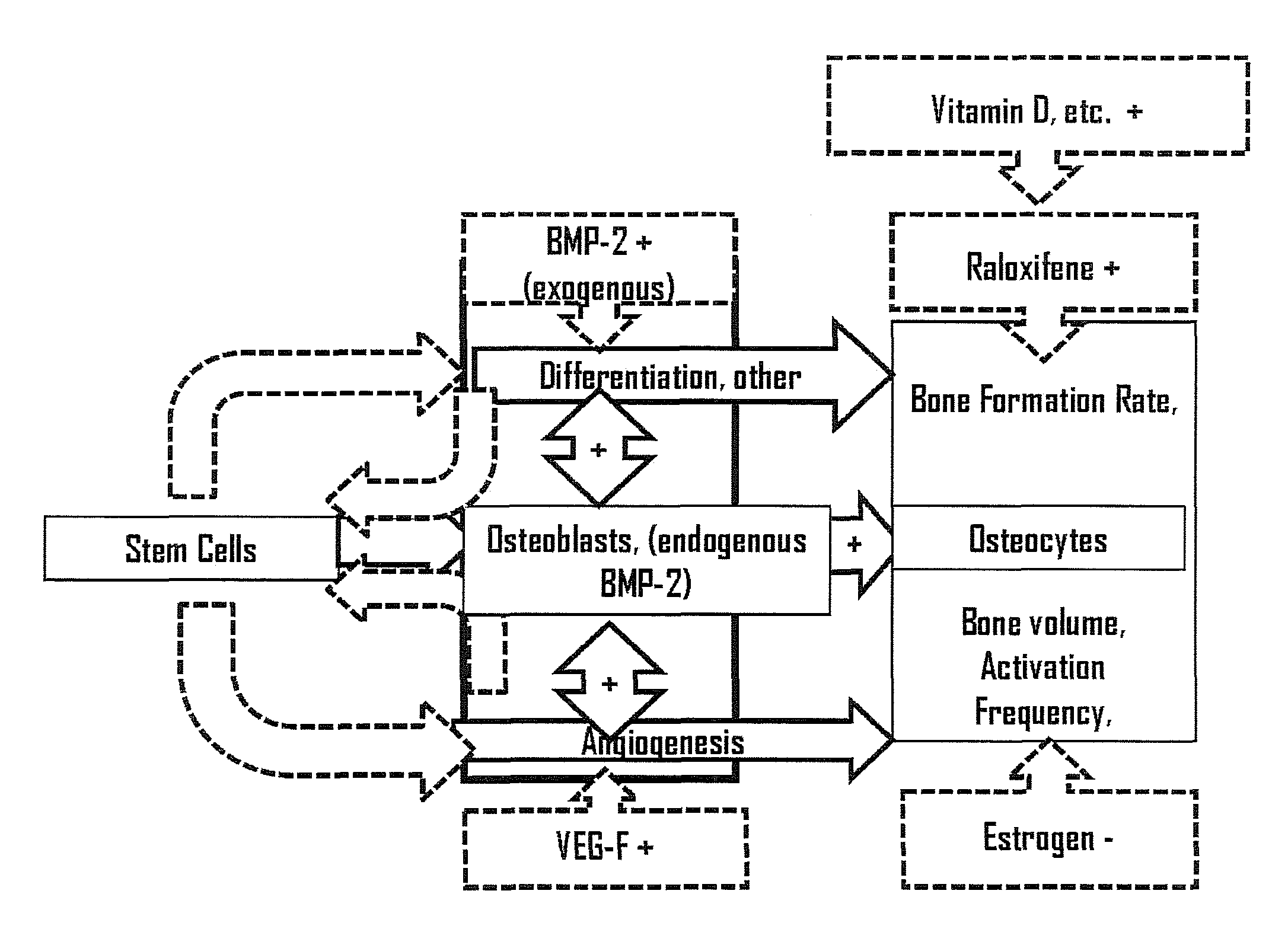 Use of selective estrogen receptor modulator for joint fusion and other repair or healing of connective tissue