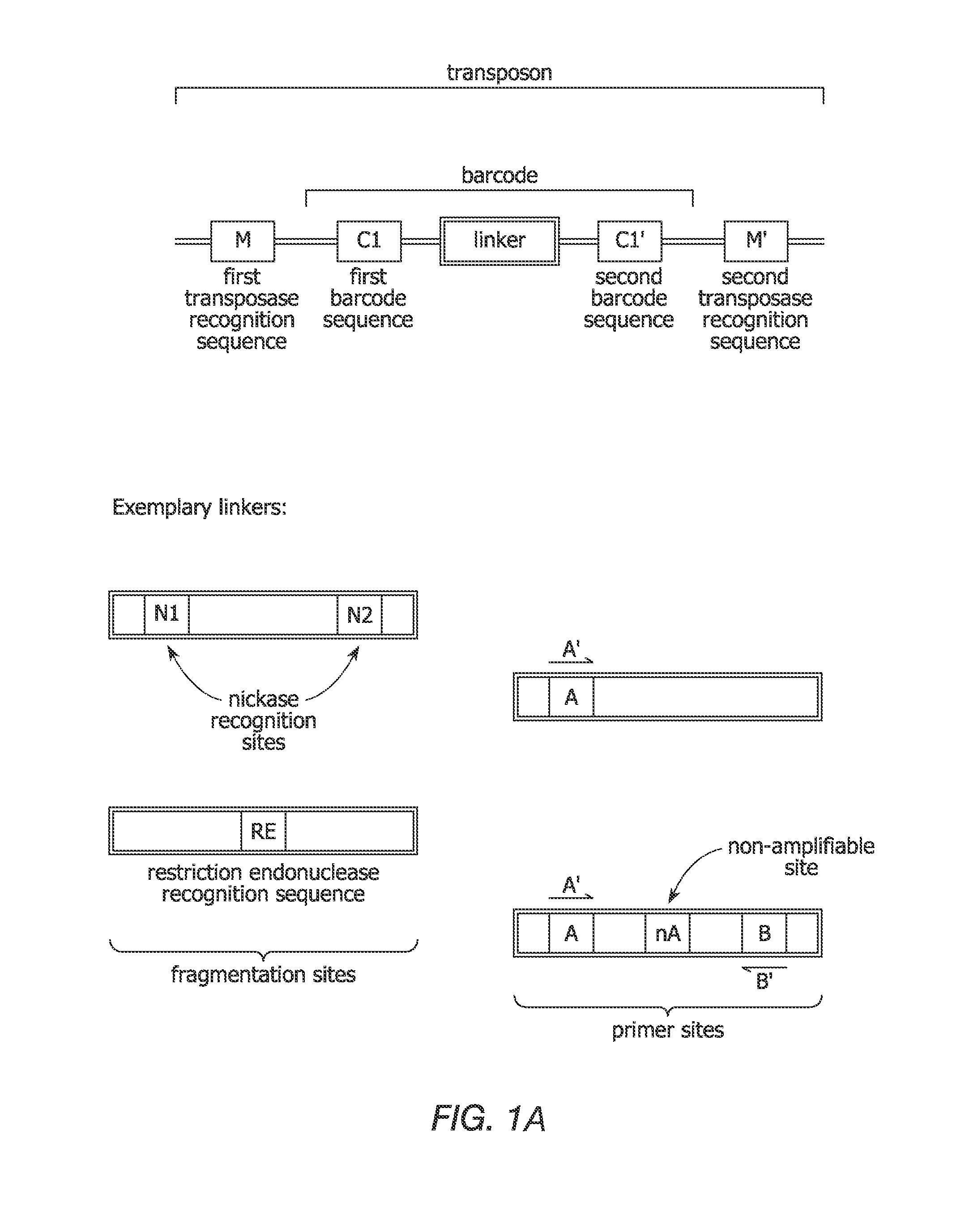 Linking sequence reads using paired code tags