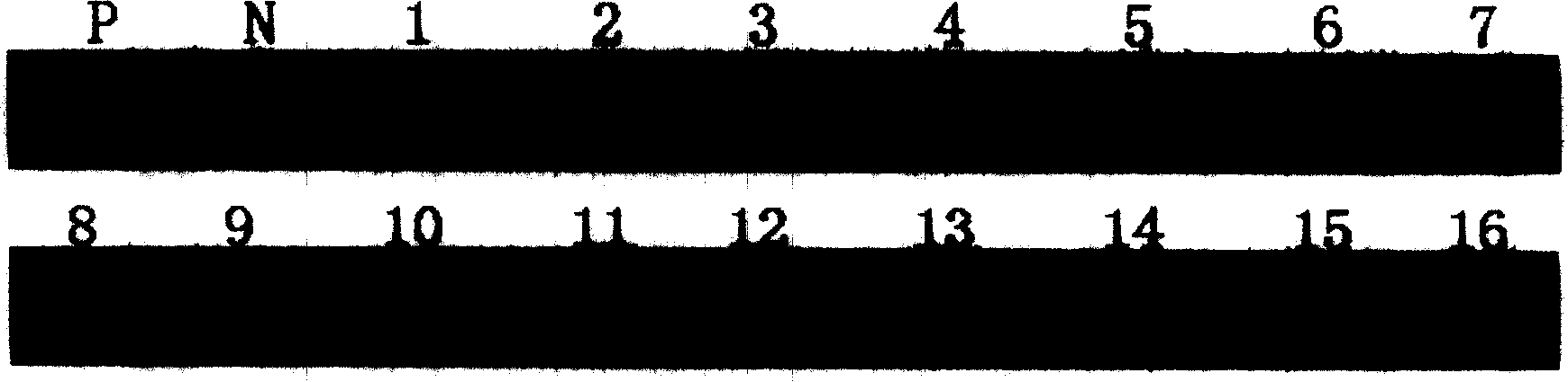 Tumour antigen protein and tumour antigen peptide