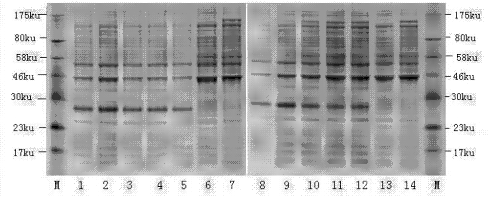 General monoclonal antibody for African swine fever virus strains as well as preparation method and application thereof