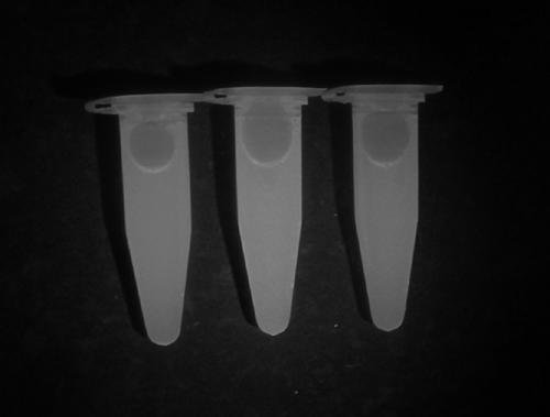 Exopalaemon carinicauda livetin binding protein gene and application thereof