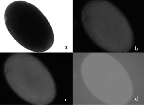 Exopalaemon carinicauda livetin binding protein gene and application thereof