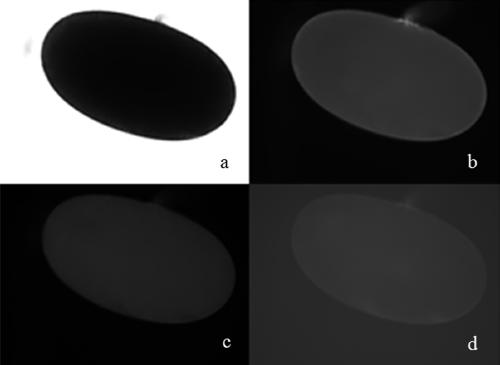 Exopalaemon carinicauda livetin binding protein gene and application thereof