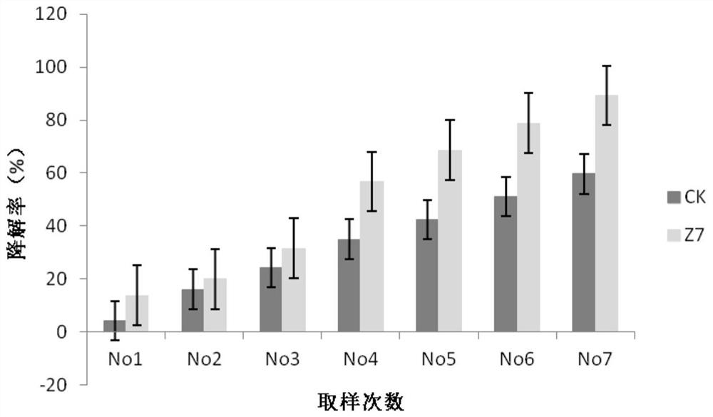 A Beijing Paecilomyces strain lyz7 and its application