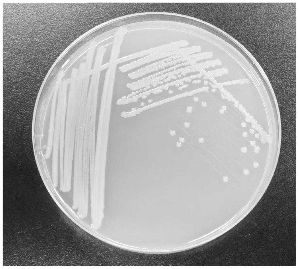 Biological preparation containing plant source component and microorganism source component and application of biological preparation in prevention and treatment of plant nematode diseases