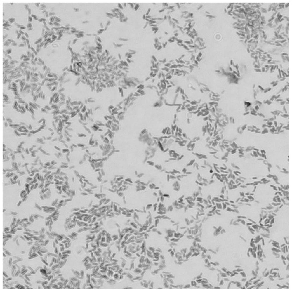 Biological preparation containing plant source component and microorganism source component and application of biological preparation in prevention and treatment of plant nematode diseases