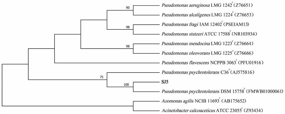 Biological preparation containing plant source component and microorganism source component and application of biological preparation in prevention and treatment of plant nematode diseases