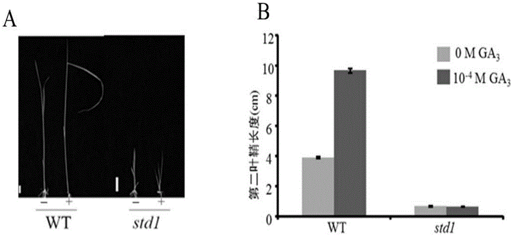 Rice STD1 gene, encoding protein and application thereof