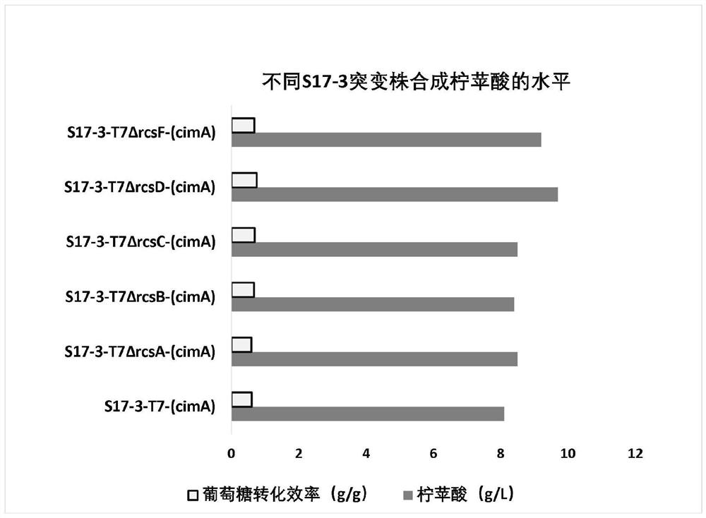 Modified Escherichia coli engineering bacterium and method for producing citramalic acid by using modified Escherichia coli engineering bacterium