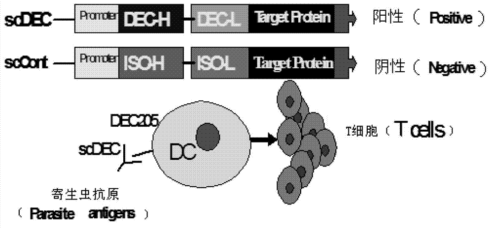 Method for improving immune protective rate of fasciola hepatica Cat L1 (FhCat L1) DNA (Deoxyribose Nucleic Acid) vaccine