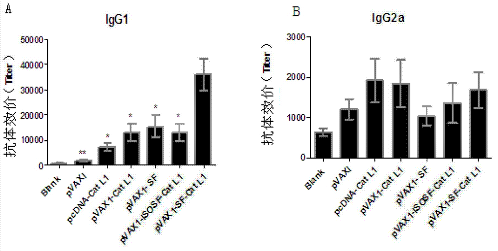 Method for improving immune protective rate of fasciola hepatica Cat L1 (FhCat L1) DNA (Deoxyribose Nucleic Acid) vaccine