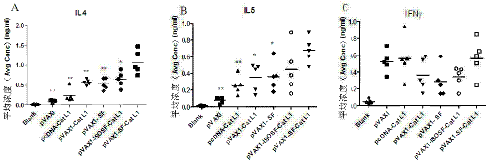 Method for improving immune protective rate of fasciola hepatica Cat L1 (FhCat L1) DNA (Deoxyribose Nucleic Acid) vaccine